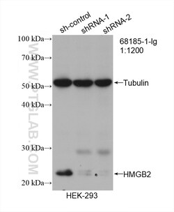 HMGB2 Mouse Monoclonal Antibody, Proteintech Unconjugated; 150 &mu;L:Antibodies,