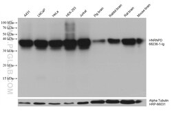 HNRNPD Mouse Monoclonal Antibody, Proteintech Unconjugated; 20 &mu;L:Antibodies,