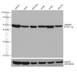 HNRNPF Mouse Monoclonal Antibody, Proteintech Unconjugated; 20 &mu;L:Antibodies,