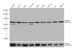 HNRNPK Mouse Monoclonal Antibody, Proteintech Unconjugated; 150 &mu;L:Antibodies,