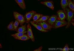 CoraLite Plus 488-conjugated HSP60 Rabbit Polyclonal Antibody, Proteintech 20 &mu;L | Buy Online | Proteintech | Fisher Scientific