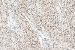 HSP70 Rabbit Recombinant Antibody, Proteintech:Antibodies:Primary Antibodies
