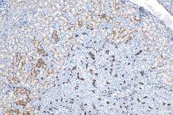 HSPB3 Mouse Monoclonal Antibody, Proteintech:Antibodies:Primary Antibodies
