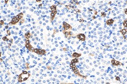HSPB3 Mouse Monoclonal Antibody, Proteintech:Antibodies:Primary Antibodies