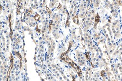 HSPB3 Mouse Monoclonal Antibody, Proteintech:Antibodies:Primary Antibodies