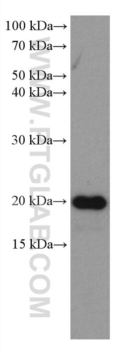 HSPB3 Mouse Monoclonal Antibody, Proteintech:Antibodies:Primary Antibodies