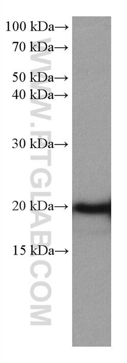 HSPB3 Mouse Monoclonal Antibody, Proteintech:Antibodies:Primary Antibodies