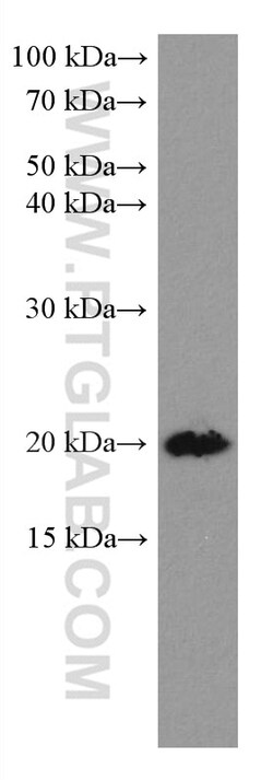HSPB3 Mouse Monoclonal Antibody, Proteintech:Antibodies:Primary Antibodies