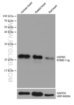HSPB3 Mouse Monoclonal Antibody, Proteintech:Antibodies:Primary Antibodies