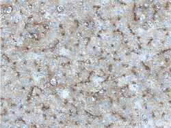 5HT2A Receptor Rabbit Polyclonal Antibody, Proteintech:Anticorps:Anticorps