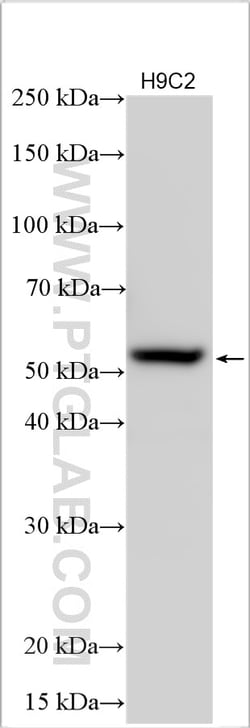 5HT2A Receptor Rabbit Polyclonal Antibody, Proteintech:Anticorps:Anticorps