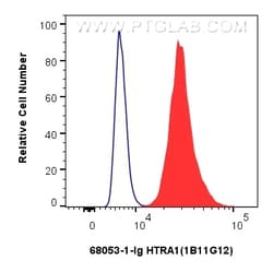 HTRA1 Mouse Monoclonal Antibody, Proteintech:Antibodies:Primary Antibodies