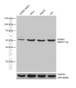 HTRA1 Mouse Monoclonal Antibody, Proteintech:Antibodies:Primary Antibodies