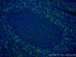 CoraLite Plus 488-conjugated HVCN1 Mouse Monoclonal Antibody, Proteintech 100 &mu;L | Buy Online | Proteintech | Fisher Scientific