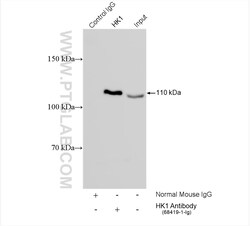 Hexokinase 1 Mouse Monoclonal Antibody, Proteintech Unconjugated; 20 &mu;L:Antibodies,
