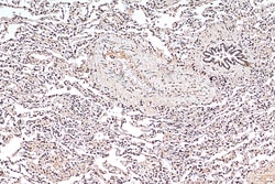 Histone H2B Mouse Monoclonal Antibody, Proteintech:Antibodies:Primary Antibodies