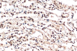 Histone H2B Mouse Monoclonal Antibody, Proteintech:Antibodies:Primary Antibodies