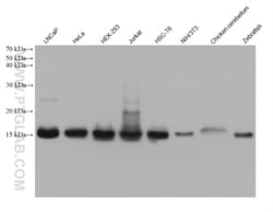 Histone H2B Mouse Monoclonal Antibody, Proteintech:Antibodies:Primary Antibodies