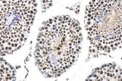 Histone H3 Rabbit Polyclonal Antibody, Proteintech Unconjugated; 150 &mu;L:Antibodies,