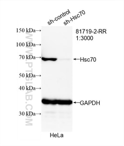 Hsc70 Rabbit Recombinant Antibody, Proteintech:Antibodies:Primary Antibodies