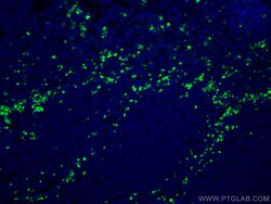 CoraLite Plus 488-conjugated Human IgG Rabbit Polyclonal Antibody, Proteintech:Antibodies:Primary