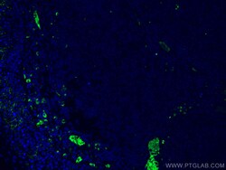 Human IgG Heavy chain Mouse Monoclonal Antibody, Proteintech Unconjugated;