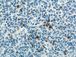 Human IgG Heavy chain Mouse Monoclonal Antibody, Proteintech Unconjugated;