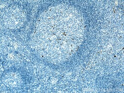 Human IgG Heavy chain Mouse Monoclonal Antibody, Proteintech Unconjugated;