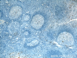 Human IgG Heavy chain Mouse Monoclonal Antibody, Proteintech Unconjugated;