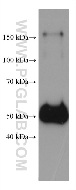 Human IgG Heavy chain Mouse Monoclonal Antibody, Proteintech Unconjugated;