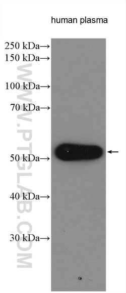Biotin-conjugated Human IgG Heavy chain Mouse Monoclonal Antibody, Proteintech:Antibodies:Primary