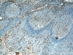 Human IgG Kappa chain Mouse Monoclonal Antibody, Proteintech Unconjugated;