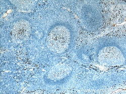 Human IgG Kappa chain Mouse Monoclonal Antibody, Proteintech Unconjugated;