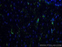 IBA1 Rabbit Recombinant Antibody, Proteintech:Antibodies:Primary Antibodies
