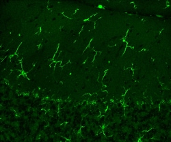 IBA1 Rabbit Recombinant Antibody, Proteintech:Antibodies:Primary Antibodies