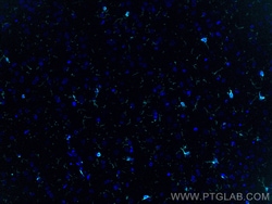 IBA1 Rabbit Recombinant Antibody, Proteintech:Antibodies:Primary Antibodies