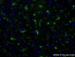 IBA1 Rabbit Recombinant Antibody, Proteintech:Antibodies:Primary Antibodies