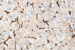 IBA1 Rabbit Recombinant Antibody, Proteintech:Antibodies:Primary Antibodies