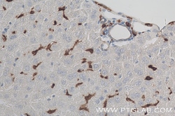 IBA1 Rabbit Recombinant Antibody, Proteintech:Antibodies:Primary Antibodies