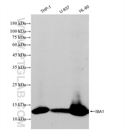 IBA1 Rabbit Recombinant Antibody, Proteintech:Antibodies:Primary Antibodies