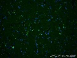 CoraLite™ Plus 488-conjugated IBA1 Rabbit Polyclonal Antibody, Proteintech