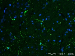CoraLite Plus 488-conjugated IBA1 Rabbit Polyclonal Antibody, Proteintech