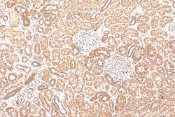 IER3IP1 Rabbit Polyclonal Antibody, Proteintech Unconjugated; 20 &mu;L:Antibodies,
