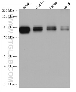 IFI16 Mouse Monoclonal Antibody, Proteintech Unconjugated; 20 &mu;L:Antibodies,