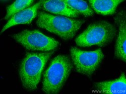 CoraLite Plus 488-conjugated IGFBP2 Mouse Monoclonal Antibody, Proteintech