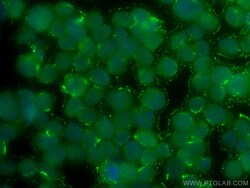 CoraLite Plus 488-conjugated IKZF1 Mouse Monoclonal Antibody, Proteintech:Antibodies:Primary