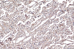 gp130/IL6ST Mouse Monoclonal Antibody, Proteintech Unconjugated; 150 &mu;L:Antibodies,