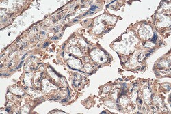 gp130/IL6ST Mouse Monoclonal Antibody, Proteintech Unconjugated; 150 &mu;L:Antibodies,