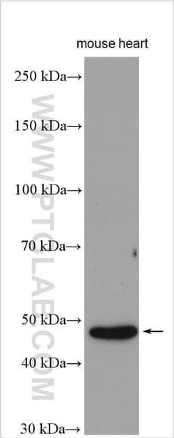 ILT-3/LILRB4 Rabbit Polyclonal Antibody, Proteintech Unconjugated; 150