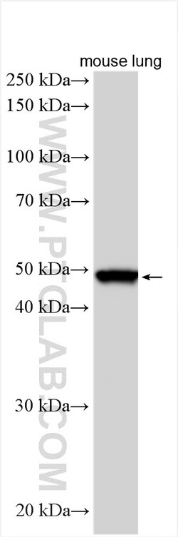 ILT-3/LILRB4 Rabbit Polyclonal Antibody, Proteintech Unconjugated; 150
